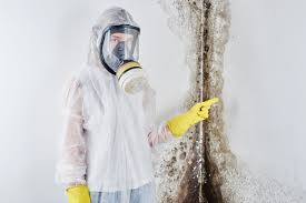 Professional Mold Remediation in Shingletown, CA